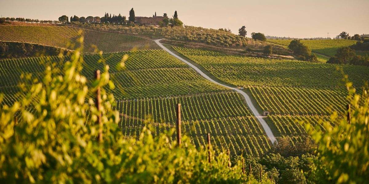 A Beginner’s Guide to Wine Tasting