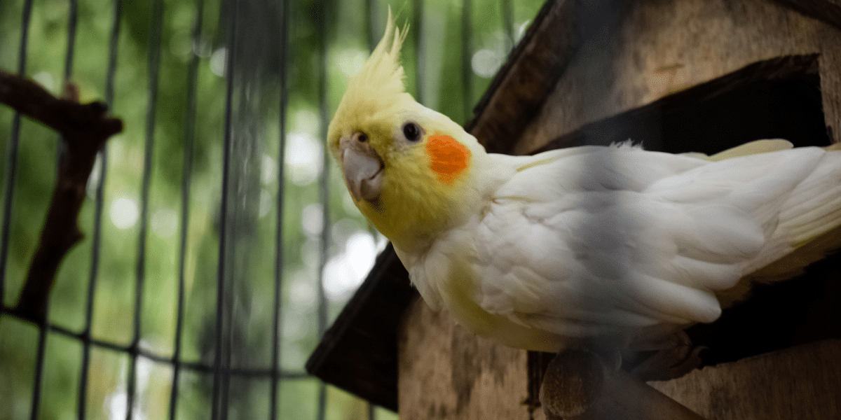 A Day in the Life The Power of Routine in Cockatiel Care