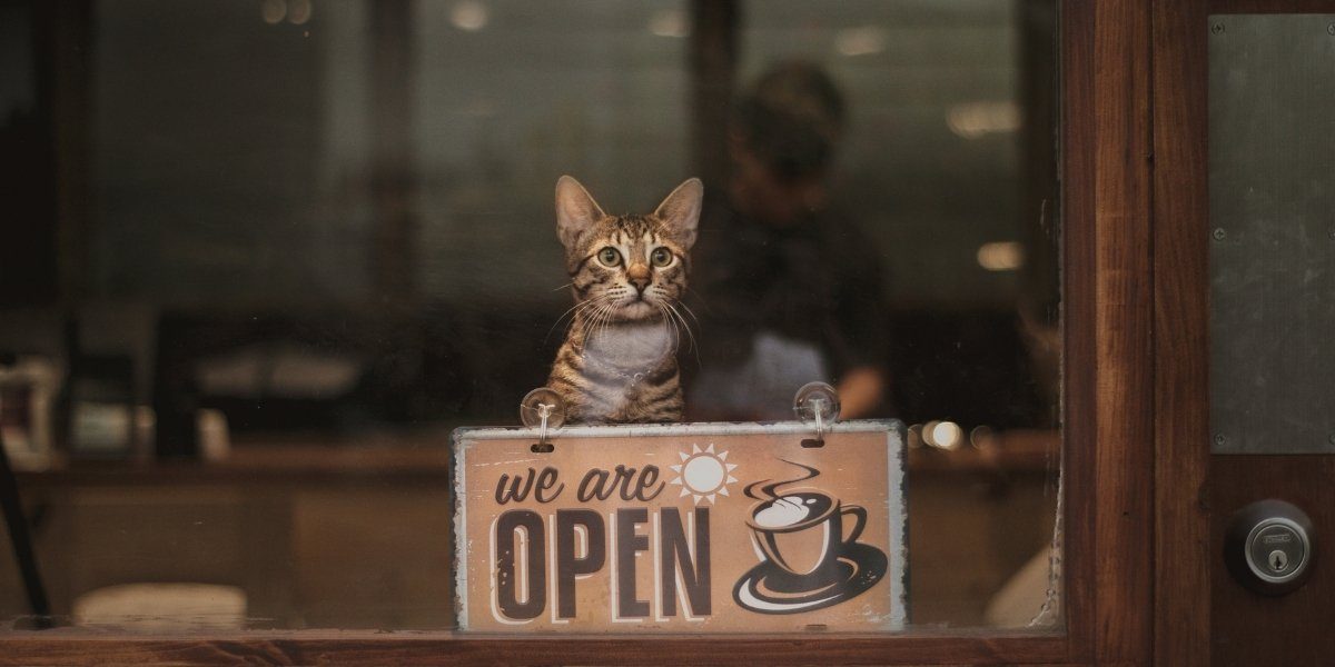 Cat Cafes in NYC A Trend Shaping New York's Café Culture