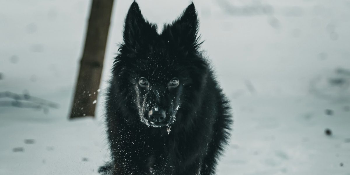 Decoding the Dire Wolf The Genetic Blueprint That Restored an Ice Age Predator