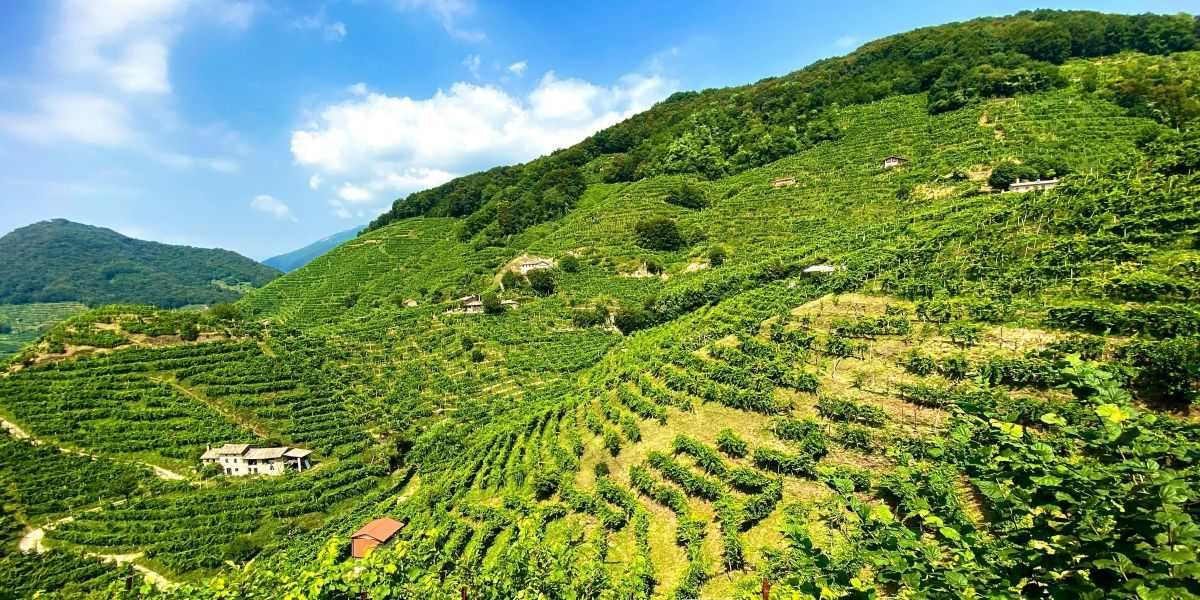 "Digital Compass" Decodes the "Yantai Model" of China's Wine Industry