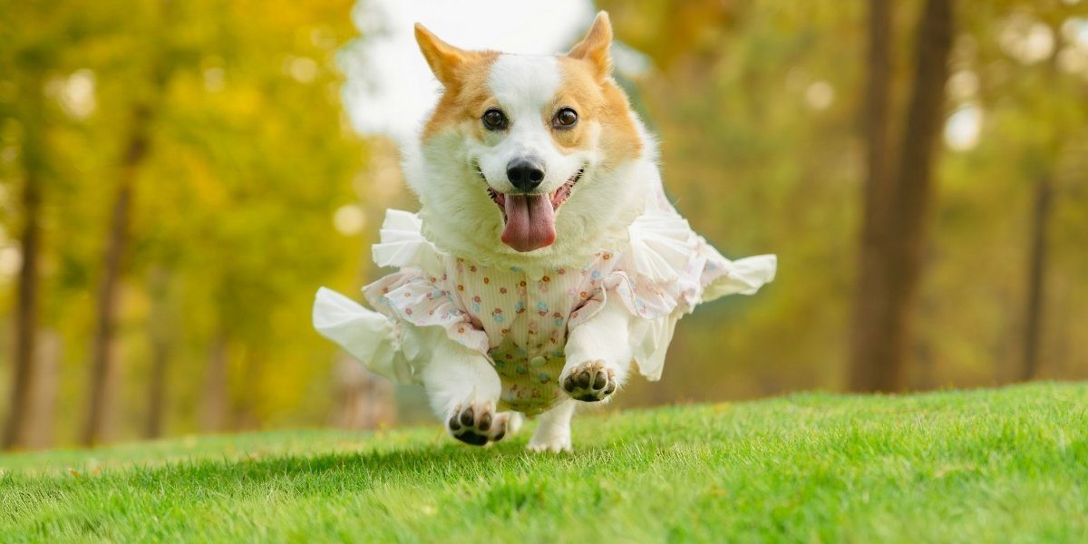 Dog Fashion Week NYC Brings a 50-Foot Runway to Chelsea