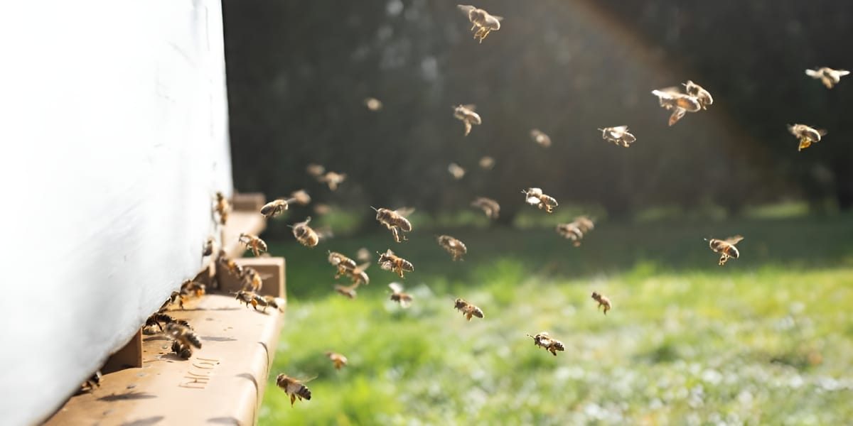 Do Not Miss These Signs of Colony Distress