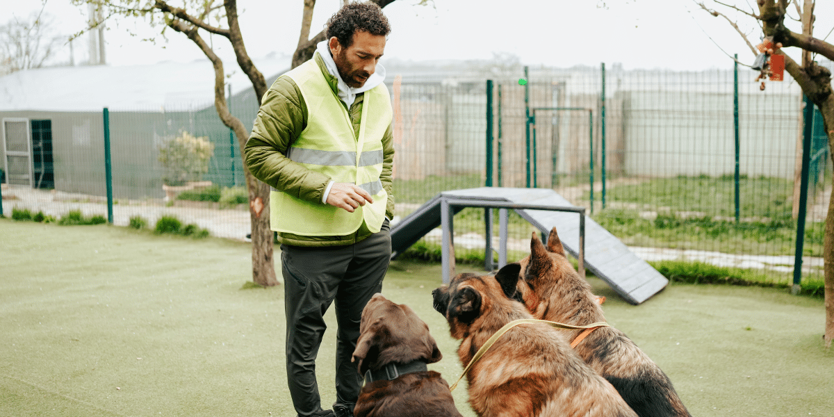 Ensuring Safety with Dog Kennel & Cattery Insurance