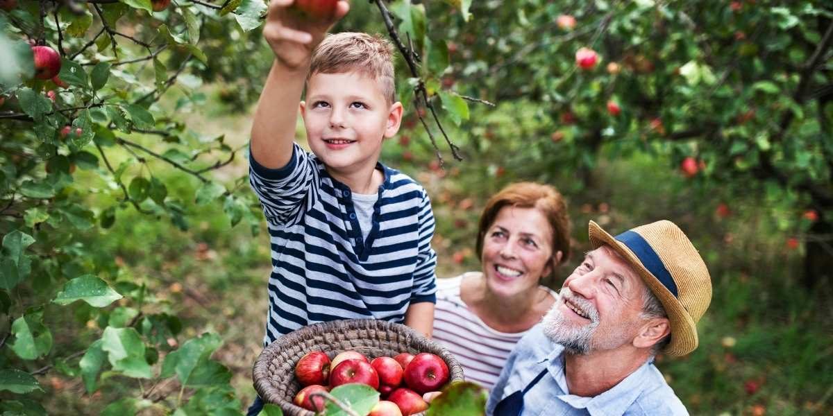 Exploring Apple Orchards in New York A Seasonal Guide