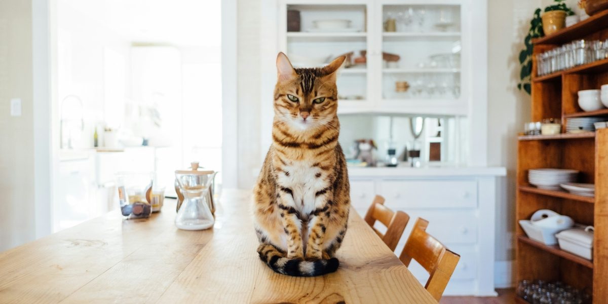 Feed Smarter, Not Harder: Features That Make Automatic Cat Feeders a Must-Have