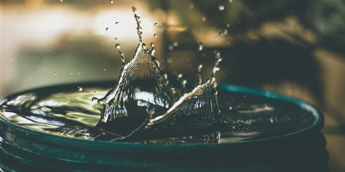 Gardening Tips for Arid Climates Thrive in the Heat