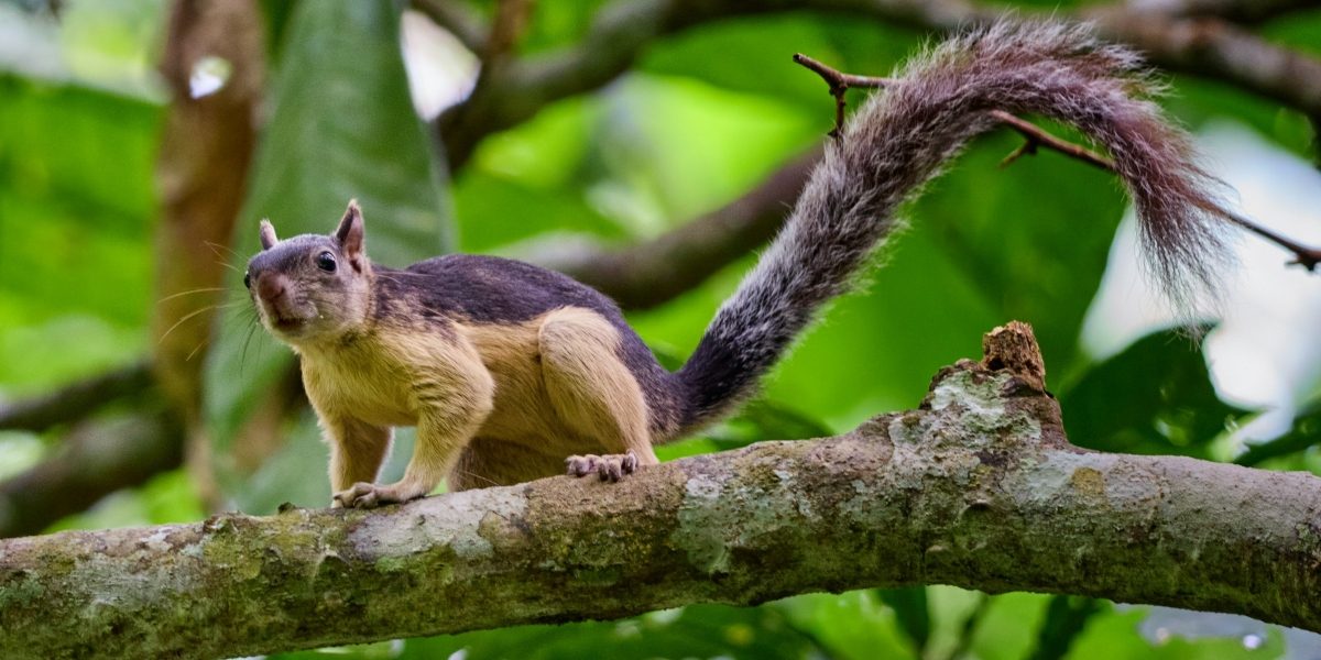 How to Address Squirrel Problems in Your Home: Prevention and Control Tips