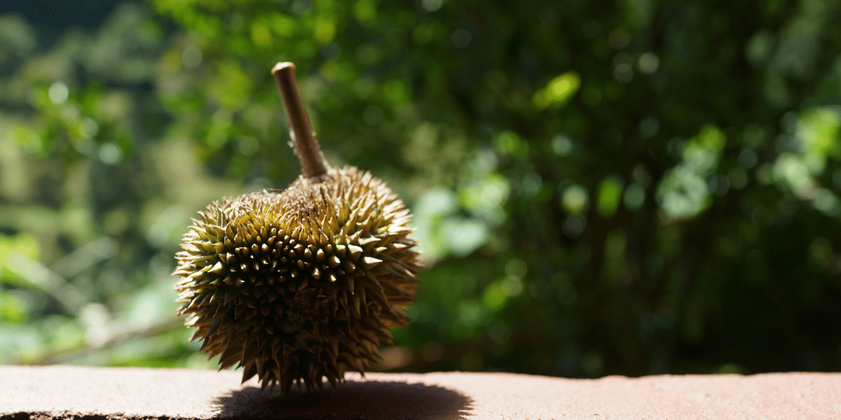 How to Identify Authentic Musang King Durian