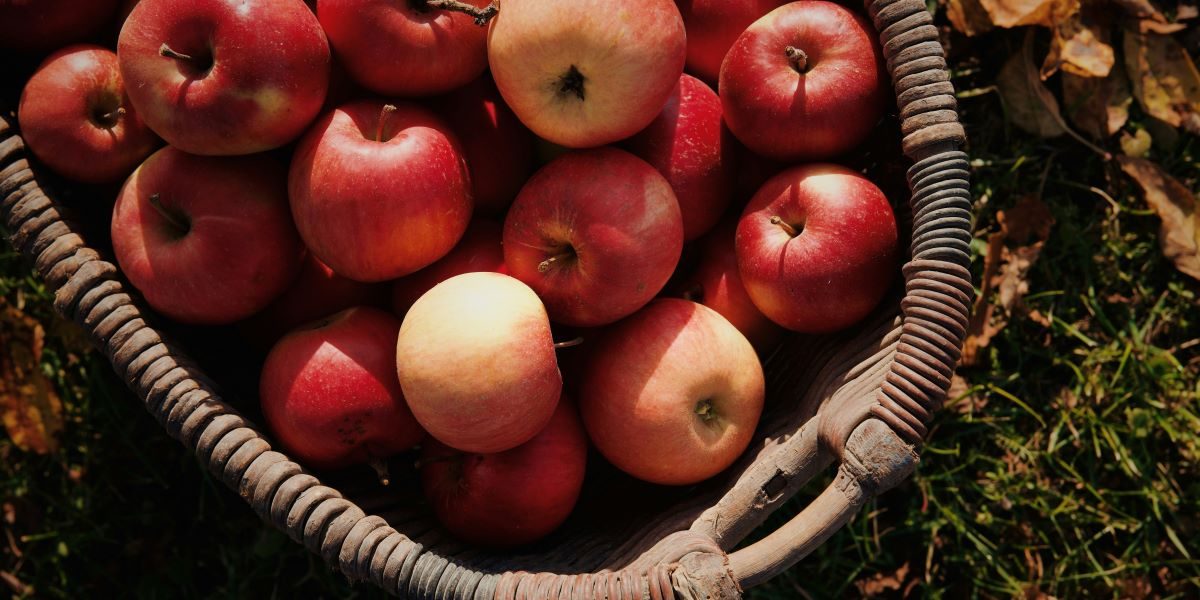 Kid-Sized Apples and Grapes for the Back-to-School Season (2)