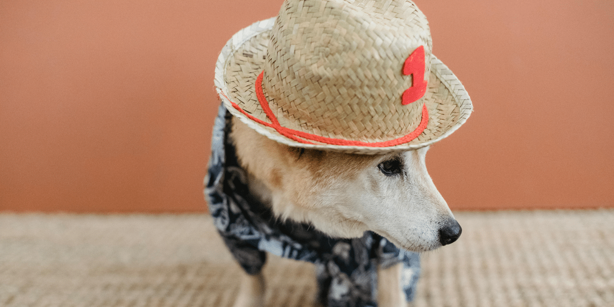 Latest Fashion Trends for Dogs