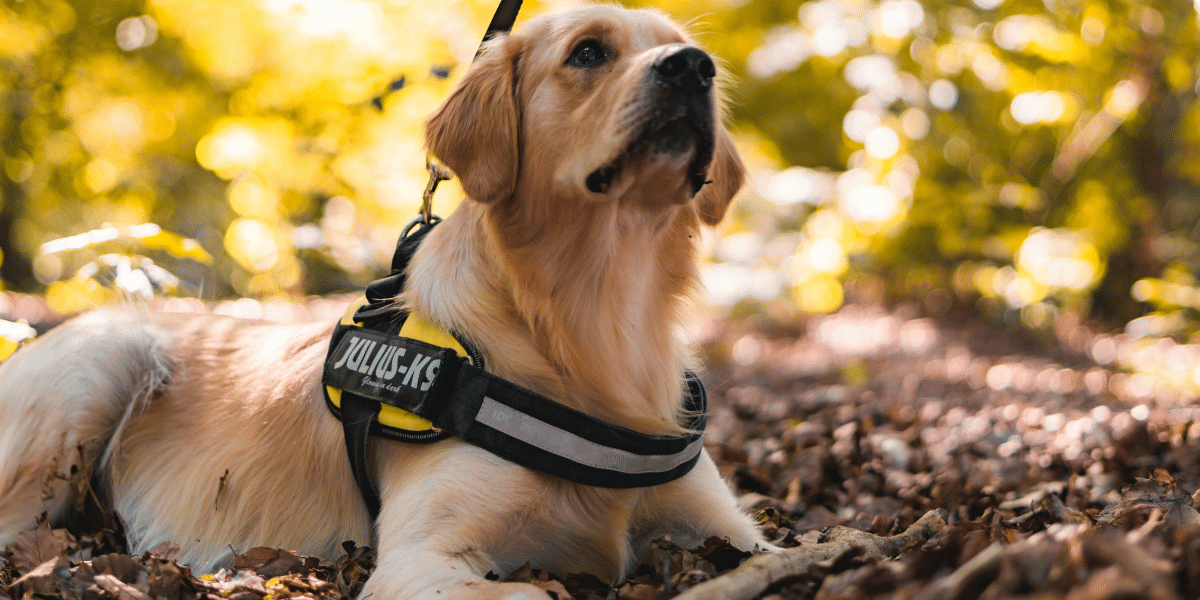 Legitimate Service Dog Registration