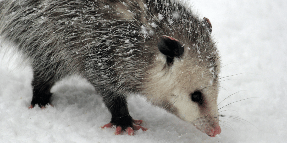 Opossums on Property Concerns- Understanding Risks and Solutions