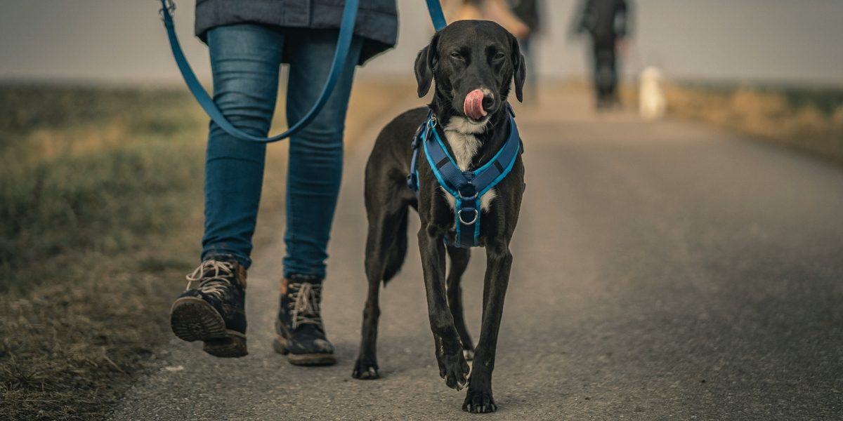 PK9 Gear Is Using Climbing Rope Tech To Make Unbreakable Dog Leashes