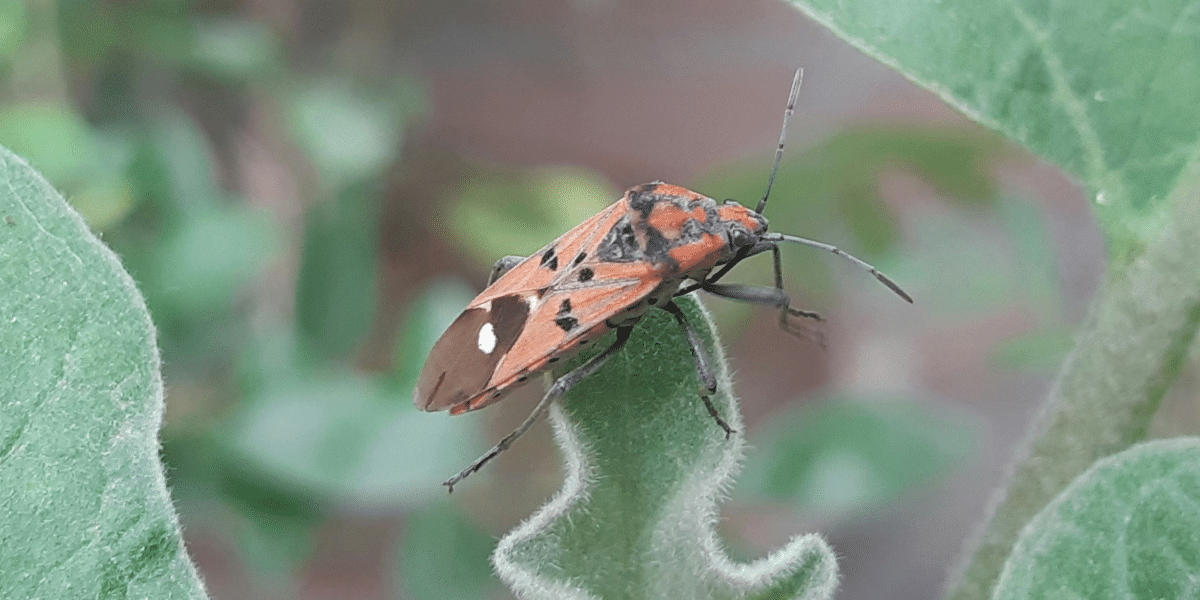 Pelican Pest Control- Baton Rouge's Expert Pest Extermination