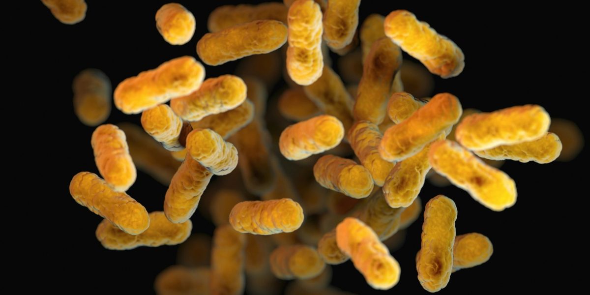 Pürblack Shilajit and Probiotics: Gut Health for High-Volume Training