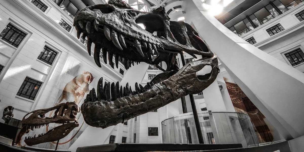 Rare Nanotyrannus Fossil Sells for $47.3M at Sotheby's in NYC