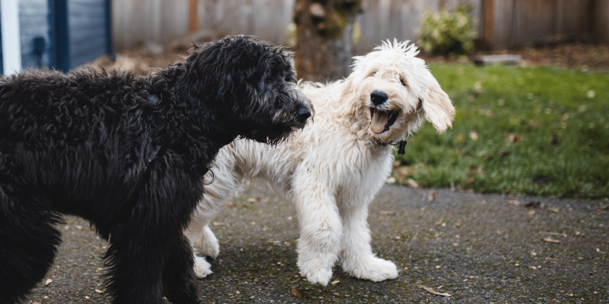 Reputable and Responsible Goldendoodle Breeder in New Jersey