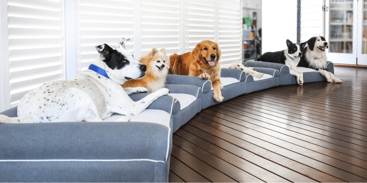 Revolutionizing Canine Care Dog Cloud's Innovative Approach to Supporting Mobility and Comfort