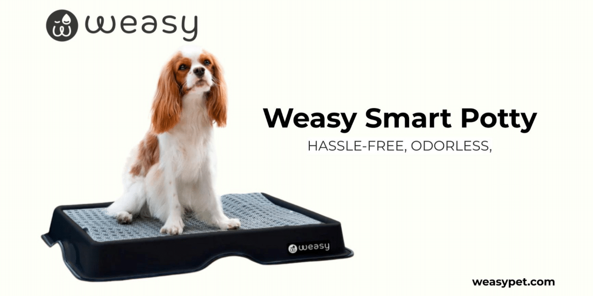Revolutionizing Urban Pet Care The Weasy Smart Potty