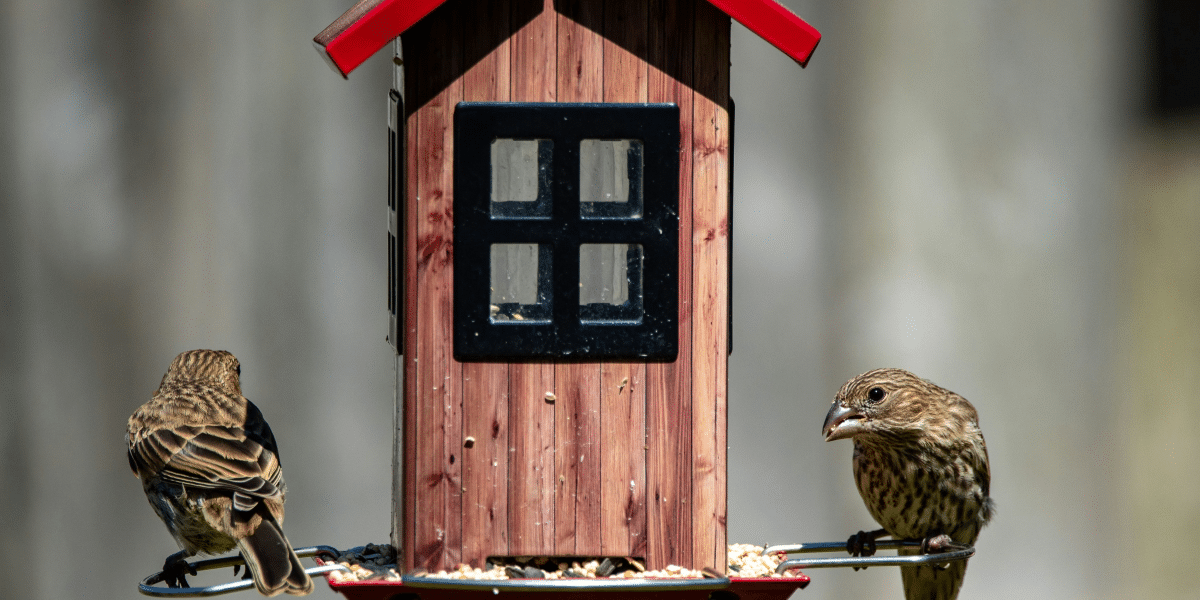 Setting Up the Perfect Aviary A Backyard Bird Paradise