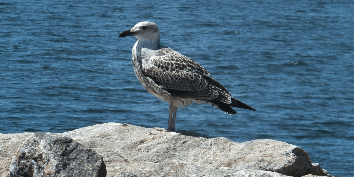 The Impact of Piling Equipment on Marine Ecosystems During Offshore Foundation Construction