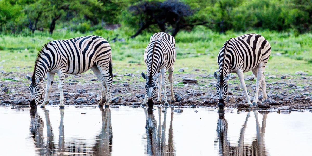 The Journey of a Travel Photographer Andrew Pateras's Success Story