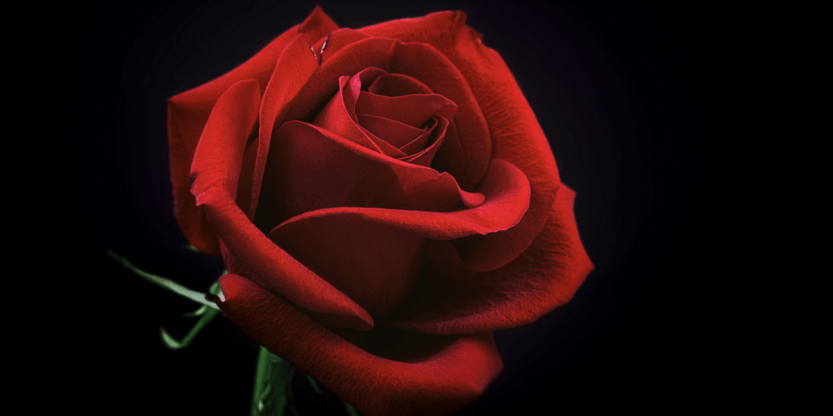 The Million Roses 5 Reasons Roses Are a Powerful Type of Flower for Gift-Giving