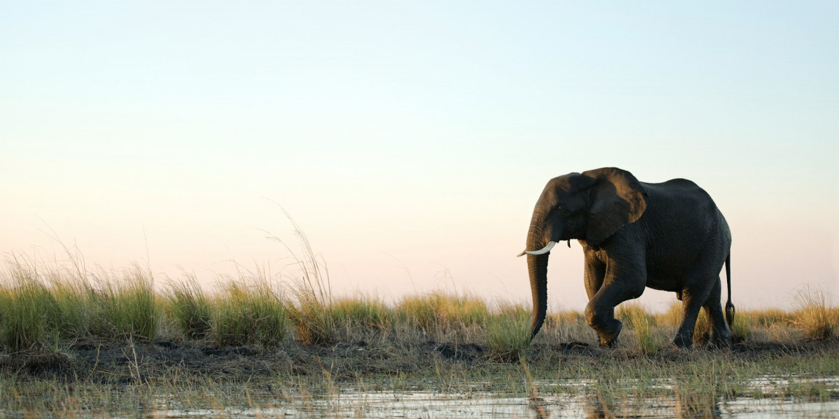 The Mysterious Elephant Deaths in Zimbabwe