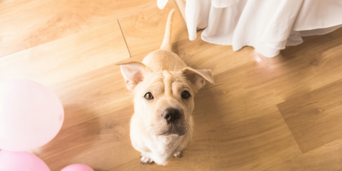 The NYC Pet Peeve - Why Some Landlords Say No to Fido