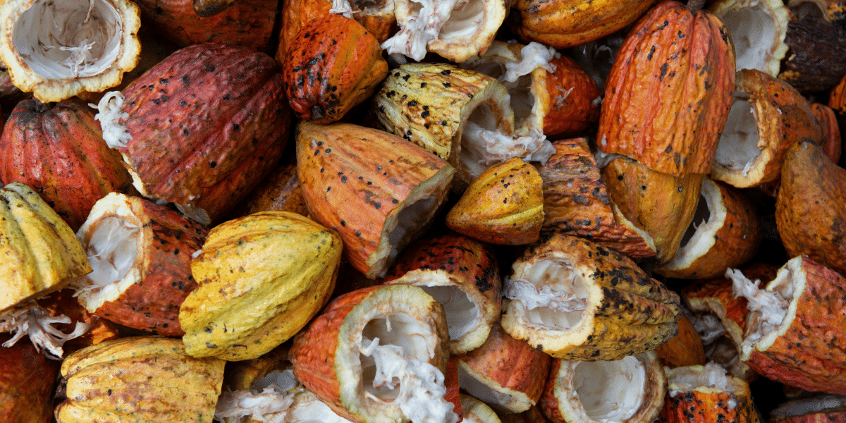 The Origins and Health Benefits of Cacao