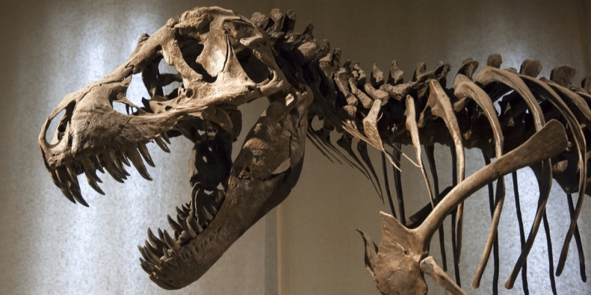 The Culinary Habits of a Young Gorgosaurus: A Delectable Discovery