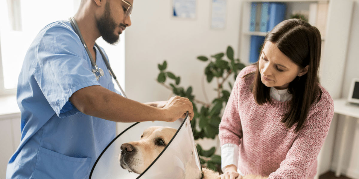 Vet Tips for Handling Common Pet Health Issues