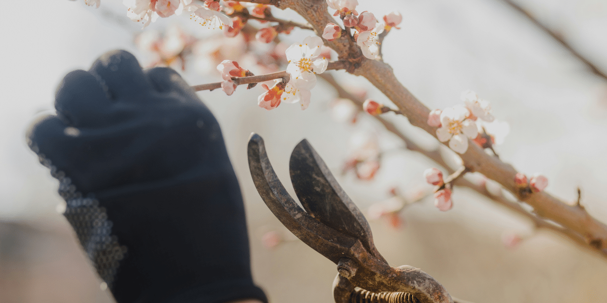 Why Timing Matters for Optimal Tree Health and Growth