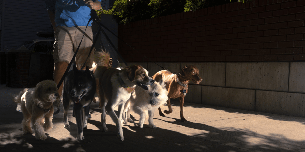 Why is Fido Playhouse the Heartbeat of Urban Pet Care in Brooklyn