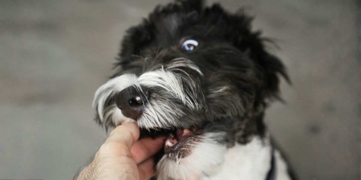 Bit by a Dog? Here’s What You Could Do