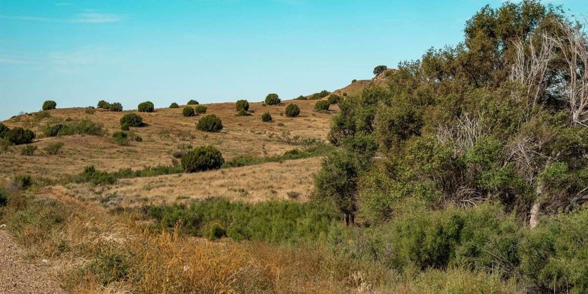 Staying Informed on Title Matters During Texas Land Auctions with TLTA Resources