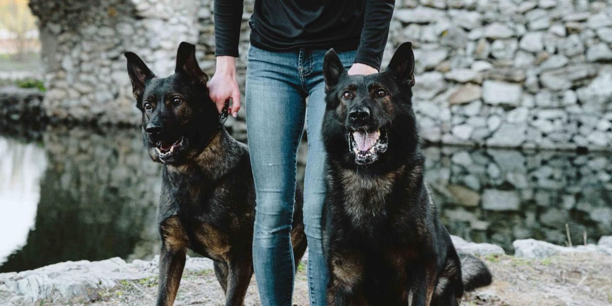 Inside Canine Protection International’s Protection Dog Team Trained to Guard Families