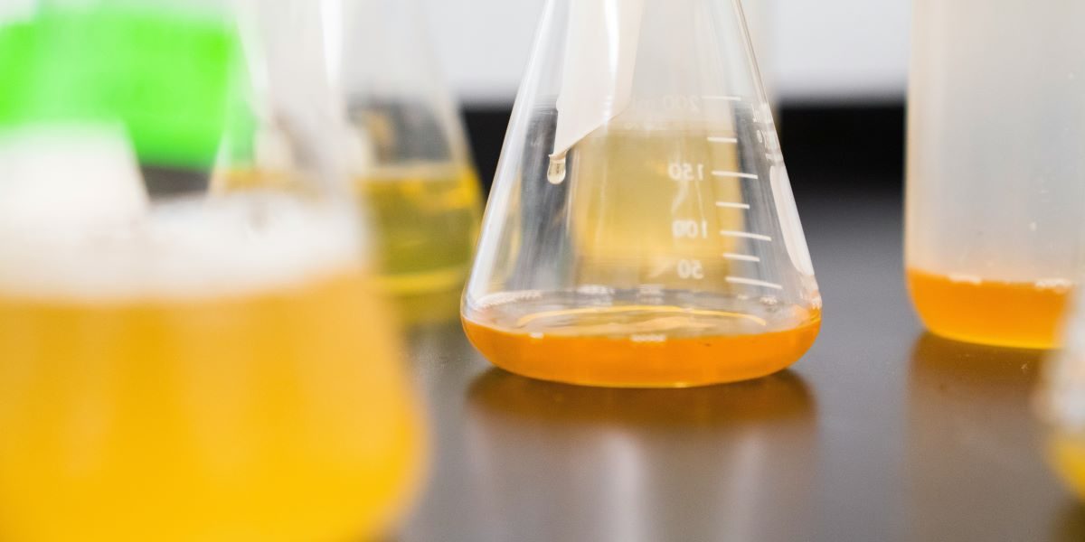 What Are Phytochemical References and How Are They Used in Research?