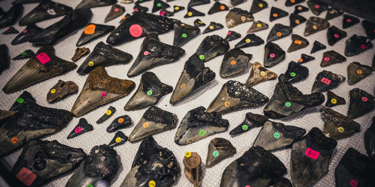Why Fossil Megalodon Teeth Fascinate Collectors and Scientists Alike