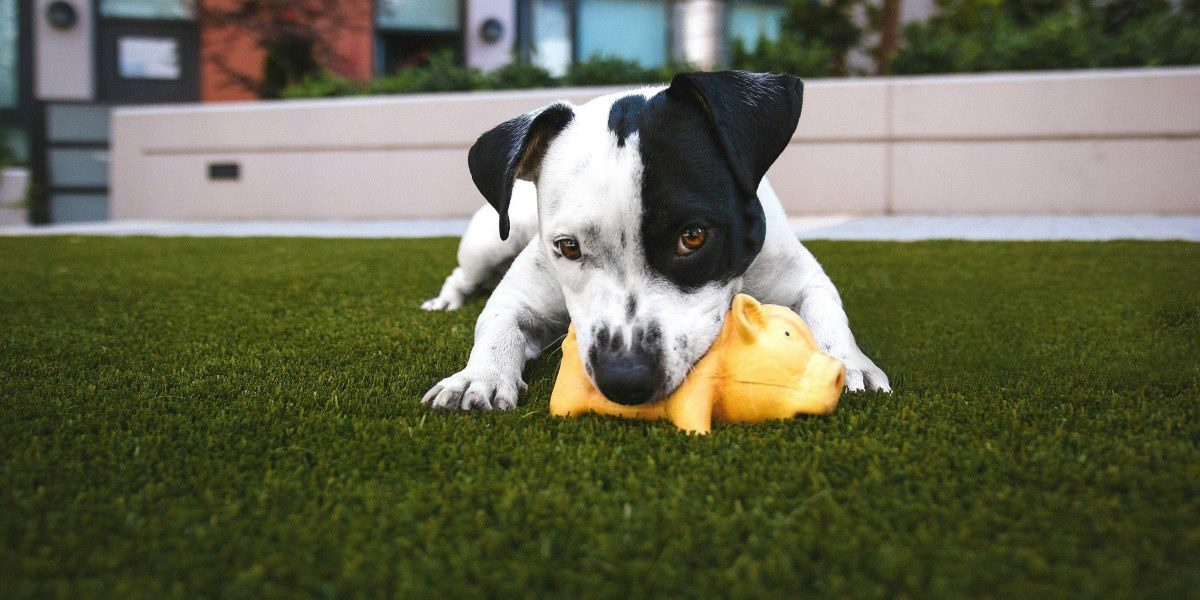 Elevate Your Outdoor Space: The Benefits of Artificial Grass for Modern Living