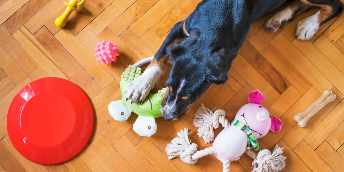 Tips to Choose Durable Luxury Dog Accessories