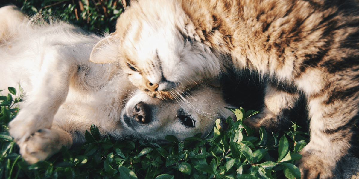 How To Ensure Your Pet's Wellness During Vacations