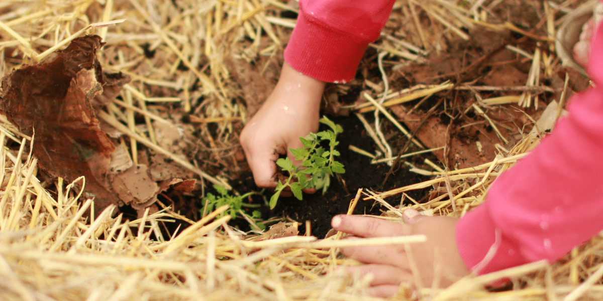 Green Business Practices: Sustainability and Environmental Effects