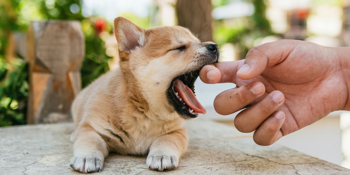 How to Encourage Good Behavior in Dogs with Guard Dog Training Centre Pty Ltd - Sydney