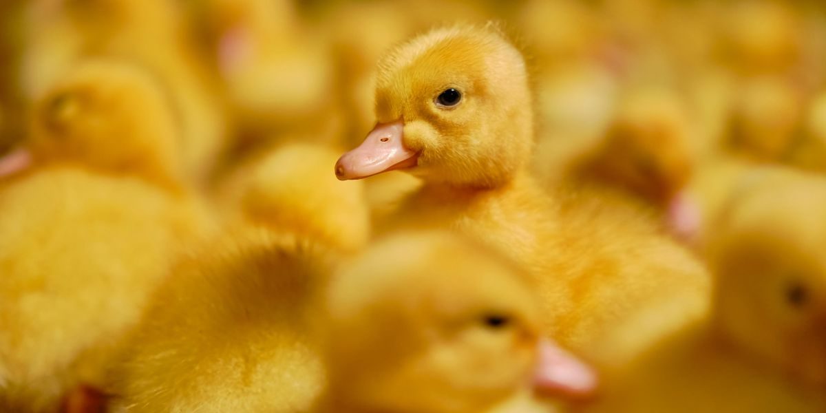 Understanding Parasite Management in Poultry: A Guide for Healthier Flocks
