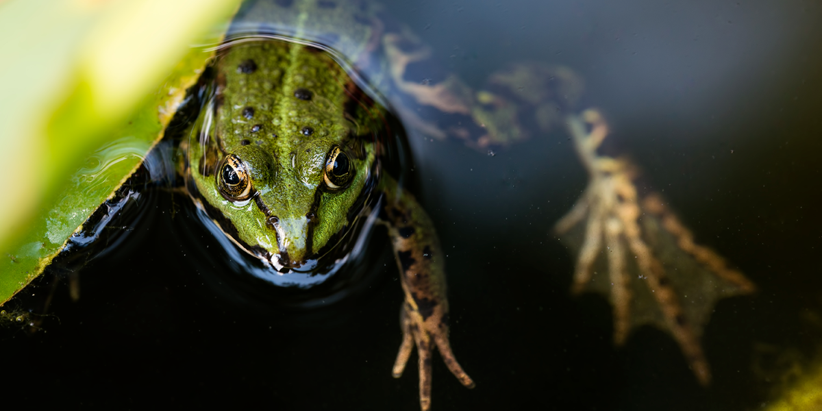 The frog in boiling water, a silent threat in Executive Protection