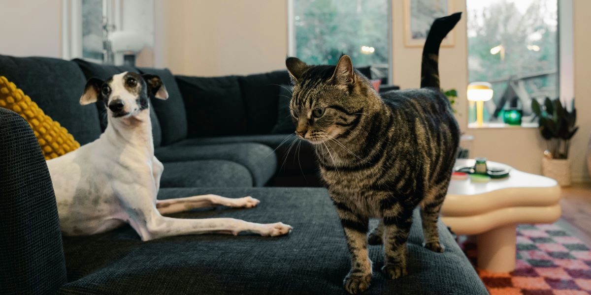 Simplifying Life: Balancing Cleanliness and Pet Care
