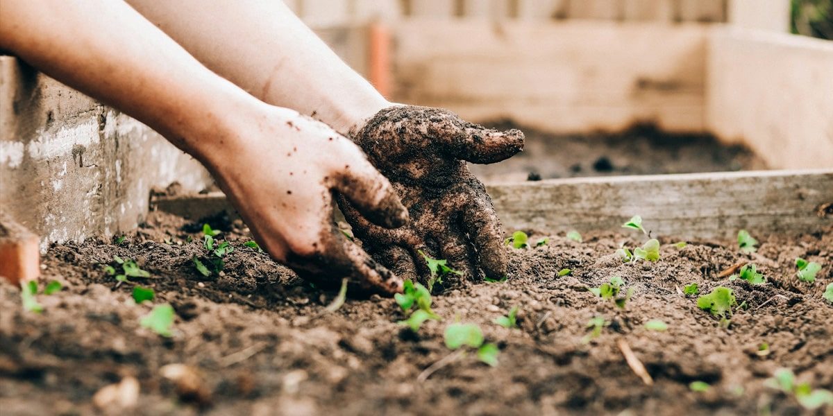 How Robin Svec Believes Community Gardens Foster Connection and Social Good