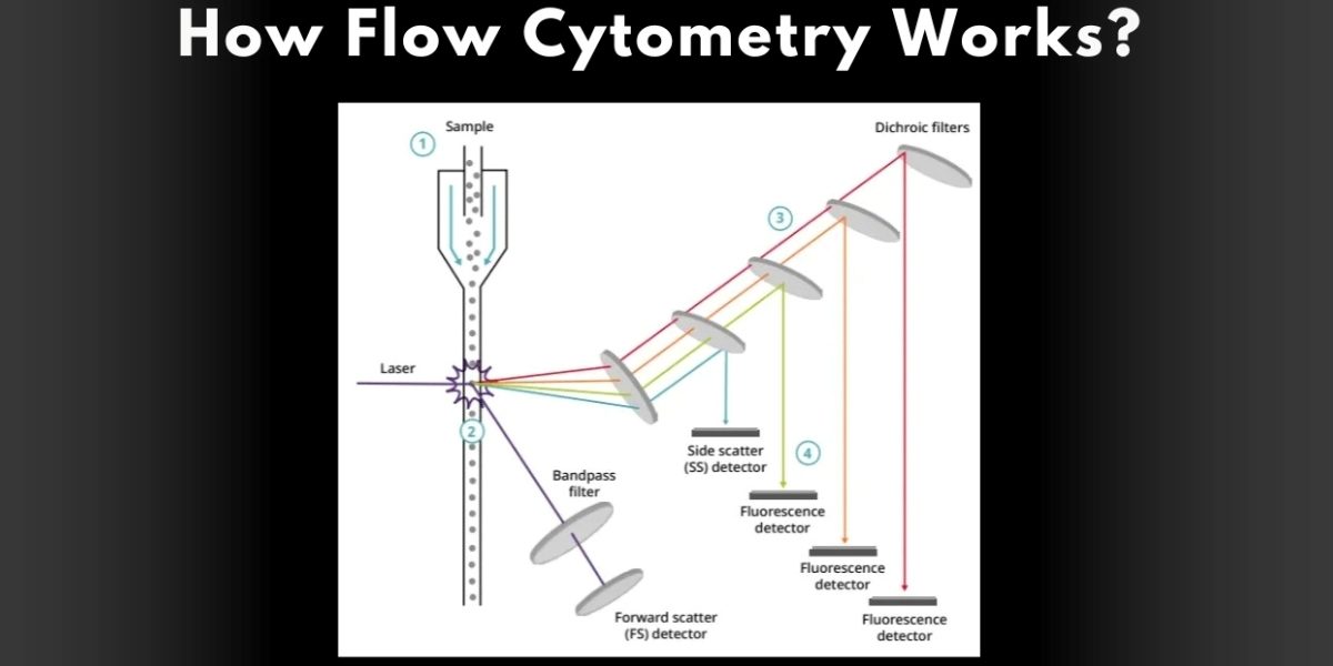 How Flow Cytometry Works?